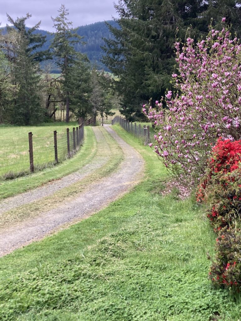 Picture of a country road winding through a grassy field.
